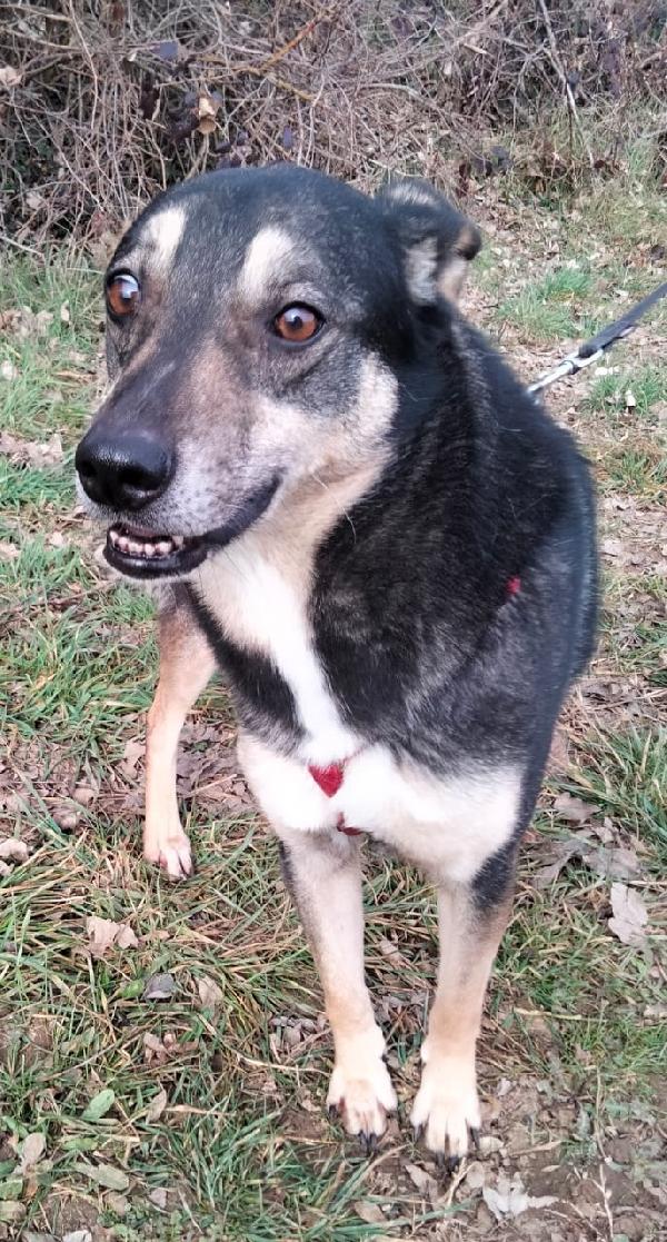 Bolt Idoneo A Tutti, Taglia Media Contenuta